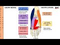 Anatomía del Pie - Proyecto ANATO EN 10 MINUTOS