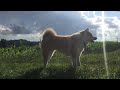 Akita Inu - Ayu H'Mitsuki Go (4 yrs) - Strawberry catch!