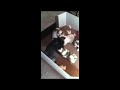 Shih Tzu Puppies Playing