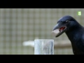 Le corbeau est l'animal le plus intelligent ? - ZAPPING SAUVAGE