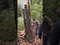 75' Tree fall