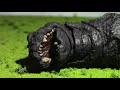 Godzilla Showdown | Stop-Motion Godzilla Fight