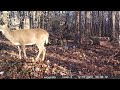 Deer in December