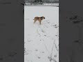 my neighbors dog in the snow