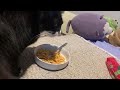 ￼ My cat ￼ likes Spaghetti 🍝 : 3