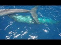 Swimming with Blue Whales and Sperm Whales in Sri Lanka