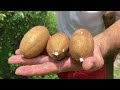 Food Forest Fruit Picking