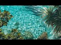 Ibiza Chill 2024 - Chill House | Ultimate Summer Relaxation Mix 🍹🌴