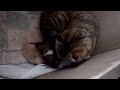 Mama Cat's Reaction to Newborn Puppy