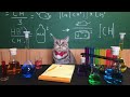 Recreating Cat Memes - Money Cat, Bread Cat & Chemistry Cat