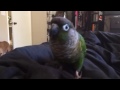 Pitbull vs green cheek conure - Bella vs Jayduh