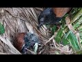 Mother Bird's Mission: Feeding Her Chicks.
