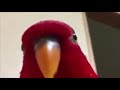 red parrot gets rickrolled(very scary)