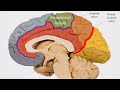 Radiological anatomy of the cerebral cortex... made easy.