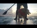 Paddleboard dog balances well on rough waters