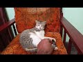 Funny CAT takes rest on chair then goes to sleep.