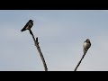 2024 06 13 Barn Swallow - Juveniles