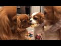 Meet Cavalier King Charles Spaniel Compilation | Dogs Videos