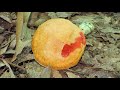 An Underrated Wild Edible Bolete Mushroom