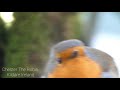 Chester The Robin