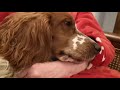 Sleepy Welsh Springer spaniel