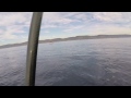 Paddle boarders close encounter with Orcas