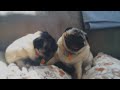 Pugs and ridiculous music!! Because Internet!!