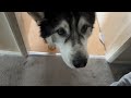 Husky's OLD Best Friend Doesn't Want To Leave His House!