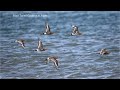 OM1 - Bird Photography on the Norfolk Coast - Part 1