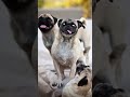 Funny animals 2023😆 - Funniest Cats and Dogs Video🐕🐈188 #shorts