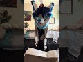 Unbox My First Fursuit With Me! (A lot of struggling)