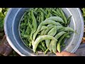 small harvesting friends iam nagamani sunandhini garden