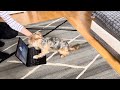 Môj Pes Hrá na Notebooku