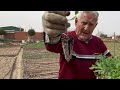 El Huerto del Abuelo - Capítulo 92: Cómo plantar pepinos y tomates