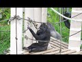 Silverback Gorilla Won't Give Up On His Teenage Son | The Shabani's Group