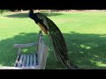 Peafowl on a Summer Day