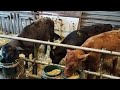 Calf Rearing, Tips and Tricks De horning