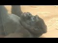 Silverback gently responds to his son who spoils him after lunch.｜Shabani Group