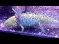 55 gallon juvenile axolotl tank