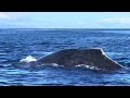 The most amazing Whale encounter!!!!Maui.