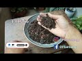 FIX All Aloe PROBLEMS // Aloe Vera Plant Care// Aloe Vera Turning BROWN