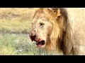 Wildlife: Two Lions Fight to See Who's King!