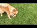 Pomeranian Plays In The Yard