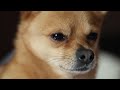 @ adorable sleepy dog# short video