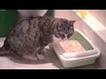 How to TRAIN a CAT to USE the LITTER BOX 🐱✅ (Kittens and Adults)