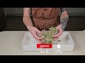 How to Grow Microgreens at Home Without Soil | Easy Silicone & 7x14 Tray Kit Method | Salad Mix