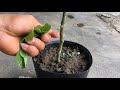 Ghép cải tạo cây cà Gai thành cây cà Tím | Grafted tree.