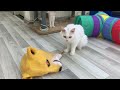 Cats playing with Shiba Inu fake 🐶 Trending Funny Animals 😅 1