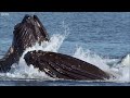 Whales' Bubble Net Fishing | Nature's Great Events | BBC Earth