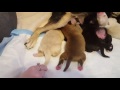 Ada's puppies, 5 days old, part 1